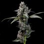 Cookies Seeds Pink Passion Fruit Smoke Buds Weed Ganja Skunk Dope Pot Images Pics Nuggets