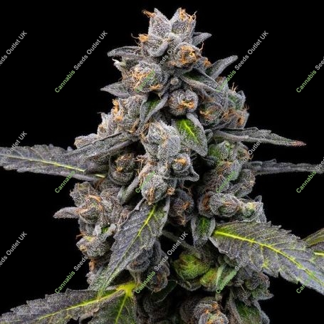 Pink Passion Fruit Feminized Marijuana Strain by Cookies Seeds For Sale Online at Cannabis Seeds Outlet