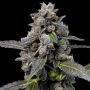 Pink Passion Fruit Feminized Marijuana Strain by Cookies Seeds For Sale Online at Cannabis Seeds Outlet
