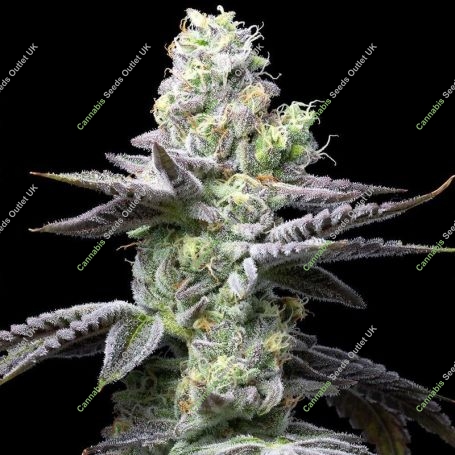 Wet Wet Feminized Marijuana Strain by Cookies Seeds For Sale Online at Cannabis Seeds Outlet