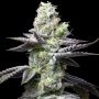 Wet Wet Feminized Marijuana Strain by Cookies Seeds For Sale Online at Cannabis Seeds Outlet