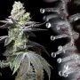 Cookies Seeds Wet Wet Smoke Buds Weed Ganja Skunk Dope Pot Images Pics Nuggets
