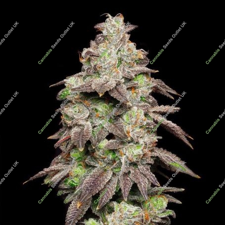 Fried Banana Feminized Marijuana Strain by Cookies Seeds For Sale Online at Cannabis Seeds Outlet