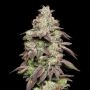 Fried Banana Feminized Marijuana Strain by Cookies Seeds For Sale Online at Cannabis Seeds Outlet