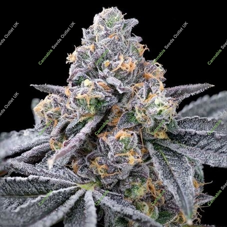 Spill Paint Feminized Marijuana Strain by Cookies Seeds For Sale Online at Cannabis Seeds Outlet