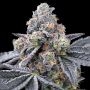 Spill Paint Feminized Marijuana Strain by Cookies Seeds For Sale Online at Cannabis Seeds Outlet