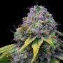 Sour Dubb x Hollywood Feminized by Cookies Seeds THC Content Potency Strength CBD Height Yield Flowering Time Indica Sativa Gene