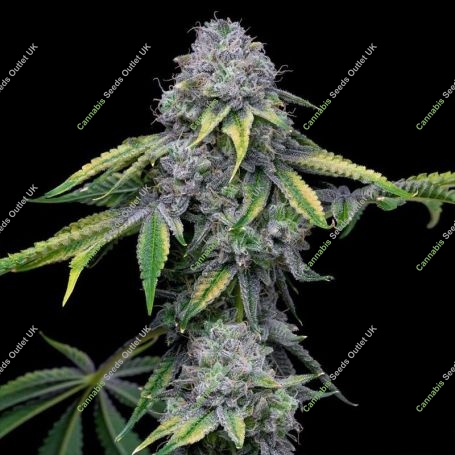 Sour Dubb x Hollywood Feminized Marijuana Strain by Cookies Seeds For Sale Online at Cannabis Seeds Outlet