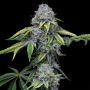 Sour Dubb x Hollywood Feminized Marijuana Strain by Cookies Seeds For Sale Online at Cannabis Seeds Outlet
