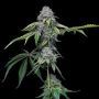 Cookies Seeds Sour Dubb x Hollywood Smoke Buds Weed Ganja Skunk Dope Pot Images Pics Nuggets