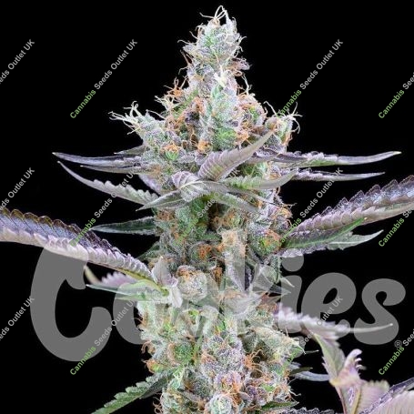 Dirty Money Feminized Marijuana Strain by Cookies Seeds For Sale Online at Cannabis Seeds Outlet