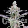 Dirty Money Feminized Marijuana Strain by Cookies Seeds For Sale Online at Cannabis Seeds Outlet