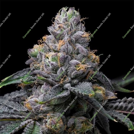 Sunset Sherb x Hollywood Feminized Marijuana Strain by Cookies Seeds For Sale Online at Cannabis Seeds Outlet