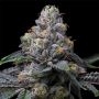 Sunset Sherb x Hollywood Feminized Marijuana Strain by Cookies Seeds For Sale Online at Cannabis Seeds Outlet