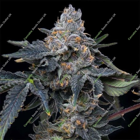 Grape Z x Hollywood Feminized Marijuana Strain by Cookies Seeds For Sale Online at Cannabis Seeds Outlet