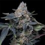 Grape Z x Hollywood Feminized Marijuana Strain by Cookies Seeds For Sale Online at Cannabis Seeds Outlet