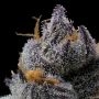 Cookies Seeds Grape Z x Hollywood Smoke Buds Weed Ganja Skunk Dope Pot Images Pics Nuggets