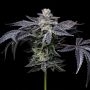 Cookies Seeds Pink Runtz x Hollywood Smoke Buds Weed Ganja Skunk Dope Pot Images Pics Nuggets