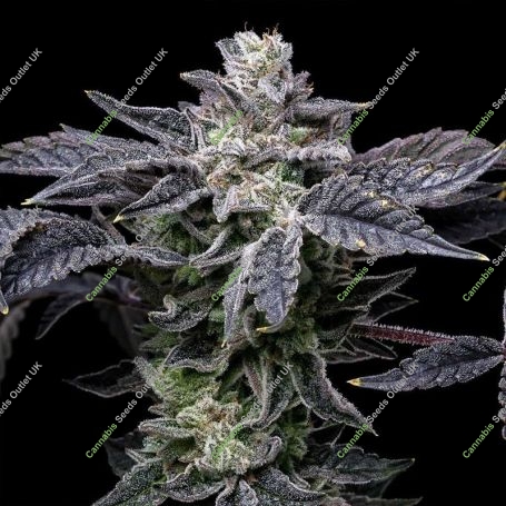 Pink Runtz x Hollywood Feminized Marijuana Strain by Cookies Seeds For Sale Online at Cannabis Seeds Outlet