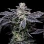 Pink Runtz x Hollywood Feminized Marijuana Strain by Cookies Seeds For Sale Online at Cannabis Seeds Outlet