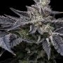 Pink Runtz x Hollywood Feminized by Cookies Seeds THC Content Potency Strength CBD Height Yield Flowering Time Indica Sativa Gen