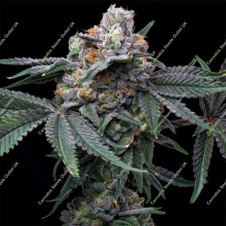Mango Z x Hollywood Feminized Marijuana Strain by Cookies Seeds For Sale Online at Cannabis Seeds Outlet