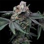 Mango Z x Hollywood Feminized Marijuana Strain by Cookies Seeds For Sale Online at Cannabis Seeds Outlet
