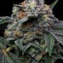 Cookies Seeds Mango Z x Hollywood Smoke Buds Weed Ganja Skunk Dope Pot Images Pics Nuggets