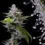 Cookies Seeds Murder Hornet Smoke Buds Weed Ganja Skunk Dope Pot Images Pics Nuggets
