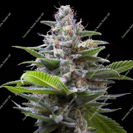 Murder Hornet Feminized Marijuana Strain by Cookies Seeds For Sale Online at Cannabis Seeds Outlet