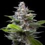 Murder Hornet Feminized Marijuana Strain by Cookies Seeds For Sale Online at Cannabis Seeds Outlet