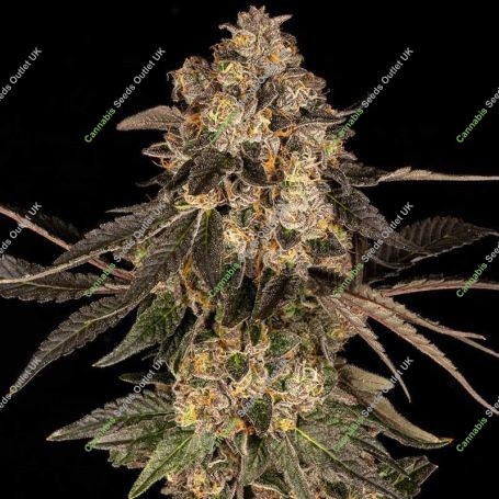 Cherry Fritter Feminized Marijuana Strain by Cookies Seeds For Sale Online at Cannabis Seeds Outlet