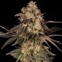 Cherry Fritter Feminized Marijuana Strain by Cookies Seeds For Sale Online at Cannabis Seeds Outlet