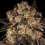 Cookies Seeds Cherry Fritter Smoke Buds Weed Ganja Skunk Dope Pot Images Pics Nuggets