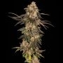 Cherry Fritter Feminized by Cookies Seeds THC Content Potency Strength CBD Height Yield Flowering Time Indica Sativa Genetics