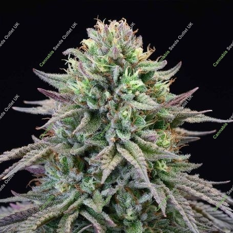 Cherry Cooks Feminized Marijuana Strain by Cookies Seeds For Sale Online at Cannabis Seeds Outlet