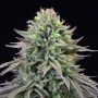 Cherry Cooks Feminized Marijuana Strain by Cookies Seeds For Sale Online at Cannabis Seeds Outlet