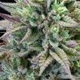 Cookies Seeds Cherry Cooks Smoke Buds Weed Ganja Skunk Dope Pot Images Pics Nuggets