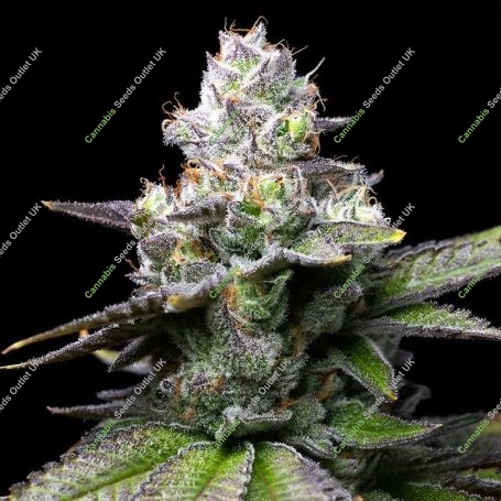 Melted Scoopz Feminized Marijuana Strain by Cookies Seeds For Sale Online at Cannabis Seeds Outlet