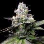 Melted Scoopz Feminized Marijuana Strain by Cookies Seeds For Sale Online at Cannabis Seeds Outlet