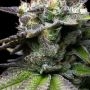 Cookies Seeds Melted Scoopz Smoke Buds Weed Ganja Skunk Dope Pot Images Pics Nuggets