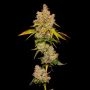 Cookies Seeds Lemon Cherry Sherb Smoke Buds Weed Ganja Skunk Dope Pot Images Pics Nuggets