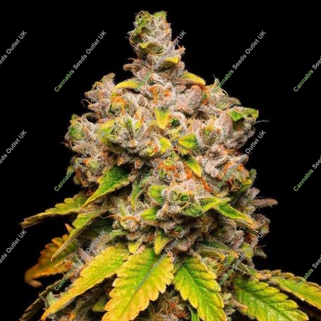 Lemon Cherry Sherb Feminized Marijuana Strain by Cookies Seeds For Sale Online at Cannabis Seeds Outlet