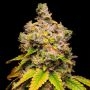 Lemon Cherry Sherb Feminized Marijuana Strain by Cookies Seeds For Sale Online at Cannabis Seeds Outlet
