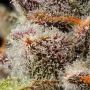 Lemon Cherry Sherb Feminized by Cookies Seeds THC Content Potency Strength CBD Height Yield Flowering Time Indica Sativa Genetic