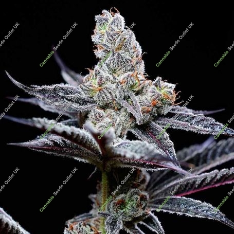 Mind Fuck Feminized Marijuana Strain by Cookies Seeds For Sale Online at Cannabis Seeds Outlet