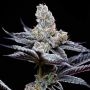 Mind Fuck Feminized Marijuana Strain by Cookies Seeds For Sale Online at Cannabis Seeds Outlet