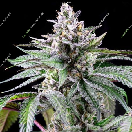 Sunsetz Feminized Marijuana Strain by Cookies Seeds For Sale Online at Cannabis Seeds Outlet