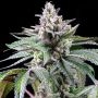 Sunsetz Feminized Marijuana Strain by Cookies Seeds For Sale Online at Cannabis Seeds Outlet