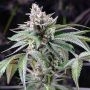 Cookies Seeds Sunsetz Smoke Buds Weed Ganja Skunk Dope Pot Images Pics Nuggets
